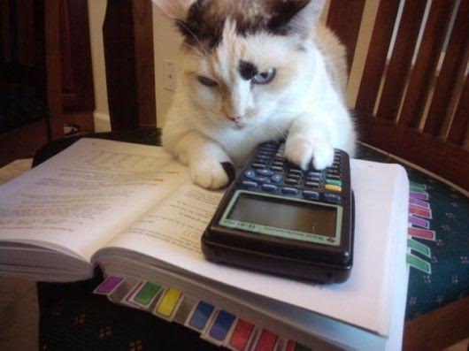 Cat calculator Blank Meme Template