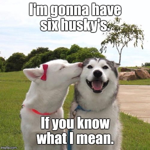 Dogs Kissing | I'm gonna have six husky's. If you know what I mean. | image tagged in dogs kissing | made w/ Imgflip meme maker
