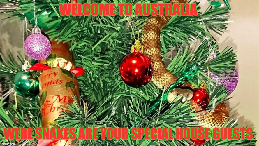 This Was On The News So I Made A Meme  | WELCOME TO AUSTRALIA; WERE SNAKES ARE YOUR SPECIAL HOUSE GUESTS | image tagged in snake in tree | made w/ Imgflip meme maker