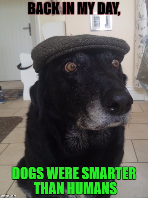 Back In My Day Dog | BACK IN MY DAY, DOGS WERE SMARTER THAN HUMANS | image tagged in back in my day dog | made w/ Imgflip meme maker