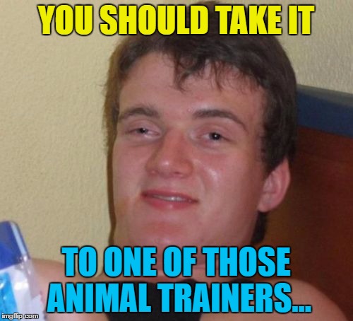 10 Guy Meme | YOU SHOULD TAKE IT TO ONE OF THOSE ANIMAL TRAINERS... | image tagged in memes,10 guy | made w/ Imgflip meme maker
