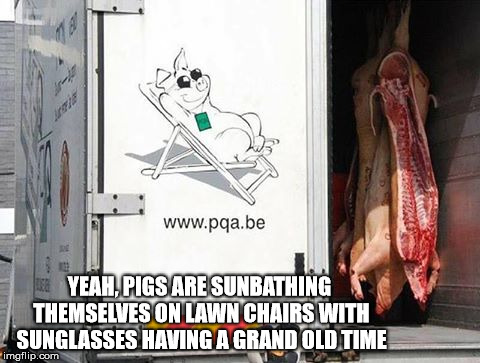 Grand Old Time | YEAH, PIGS ARE SUNBATHING THEMSELVES ON LAWN CHAIRS WITH SUNGLASSES HAVING A GRAND OLD TIME | image tagged in pigs,carnivores,meat,slaughter,animal rights,peta | made w/ Imgflip meme maker