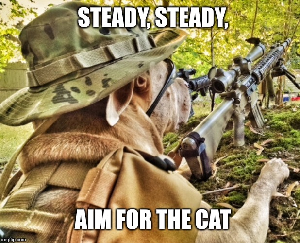Remember aim for the cat | STEADY, STEADY, AIM FOR THE CAT | image tagged in remember aim for the cat | made w/ Imgflip meme maker