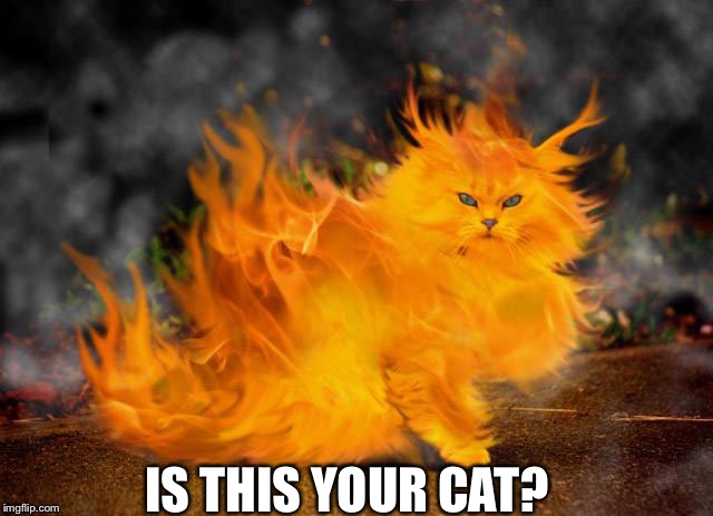 IS THIS YOUR CAT? | made w/ Imgflip meme maker