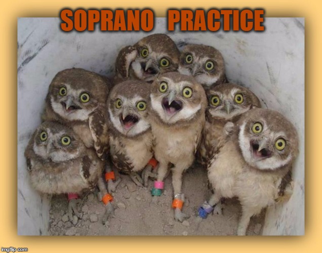 Soprano Practice | SOPRANO   PRACTICE | image tagged in soprano practice,owls,choir | made w/ Imgflip meme maker