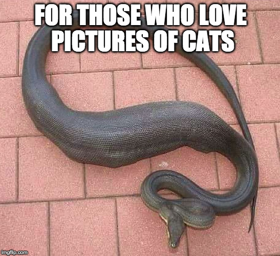 Awww.... | FOR THOSE WHO LOVE PICTURES OF CATS | image tagged in fat snake,cats,bacon,snakes | made w/ Imgflip meme maker