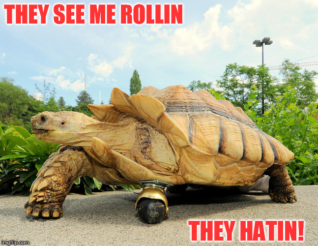 Ninja Turtle ridin dirty? | THEY SEE ME ROLLIN; THEY HATIN! | image tagged in memes,turtle,rolling | made w/ Imgflip meme maker