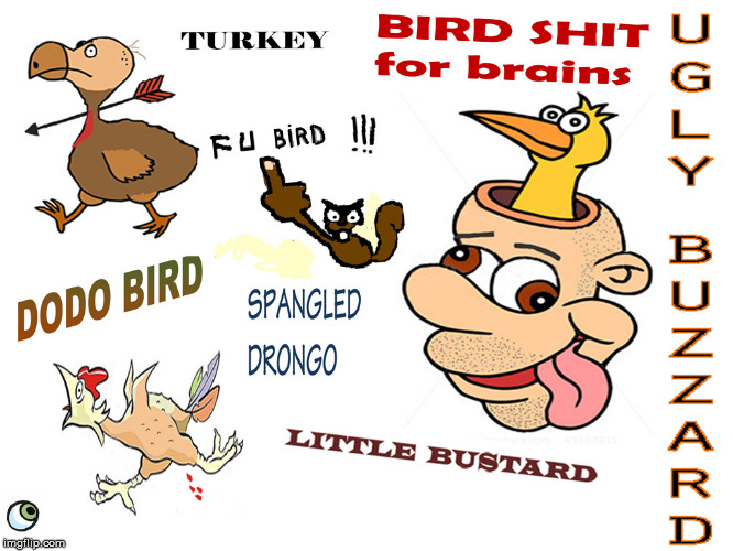 FUNNY INSULT POSTER | image tagged in buzzard,turkey,birdshit,dodo bird,spangled drongo,little bustard | made w/ Imgflip meme maker
