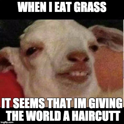 Drunk goat | WHEN I EAT GRASS; IT SEEMS THAT IM GIVING THE WORLD A HAIRCUTT | image tagged in drunk goat | made w/ Imgflip meme maker