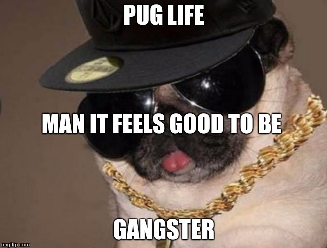 Gangster Pug | PUG LIFE; MAN IT FEELS GOOD TO BE; GANGSTER | image tagged in gangster pug | made w/ Imgflip meme maker