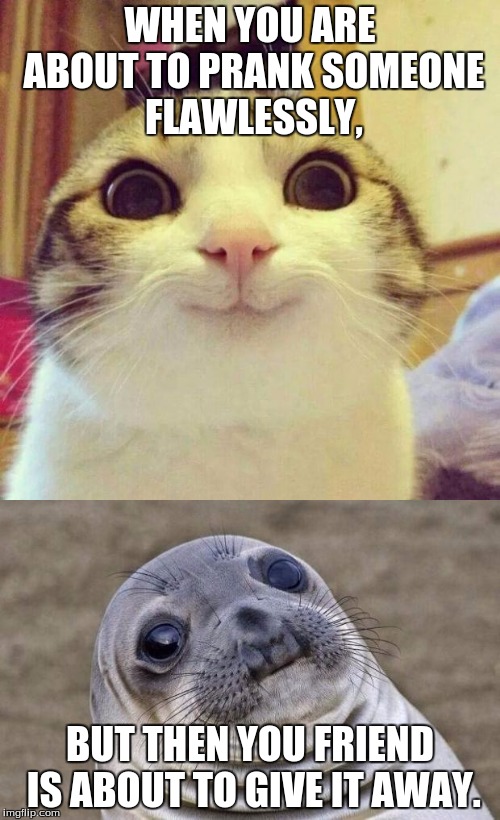 "flawless" prank. | WHEN YOU ARE ABOUT TO PRANK SOMEONE FLAWLESSLY, BUT THEN YOU FRIEND IS ABOUT TO GIVE IT AWAY. | image tagged in awkward moment sealion,smiling cat,funny cats,memes,animals | made w/ Imgflip meme maker