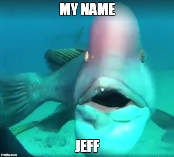 My name Jeff | MY NAME; JEFF | image tagged in my name is jeff,jeff,my name,jeff fish,gloop,fish | made w/ Imgflip meme maker