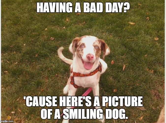 little lexi makin' ya happy | HAVING A BAD DAY? 'CAUSE HERE'S A PICTURE OF A SMILING DOG. | image tagged in 10 guy | made w/ Imgflip meme maker