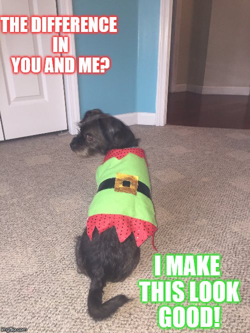Looking good | THE DIFFERENCE IN YOU AND ME? I MAKE THIS LOOK GOOD! | image tagged in elf,dog,sweater,jealous dog | made w/ Imgflip meme maker