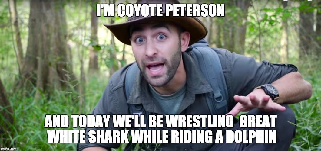 I'm Coyote peterson 2 | I'M COYOTE PETERSON; AND TODAY WE'LL BE WRESTLING  GREAT WHITE SHARK WHILE RIDING A DOLPHIN | image tagged in nature,survival | made w/ Imgflip meme maker