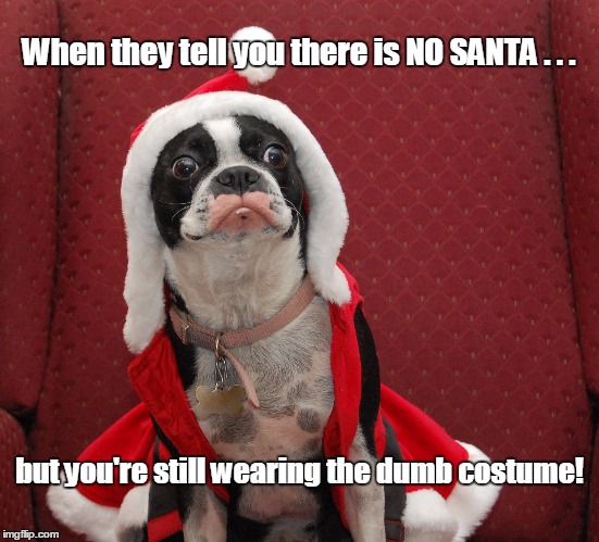 What no Santa? Then why the suit man? | When they tell you there is NO SANTA . . . but you're still wearing the dumb costume! | image tagged in dog,christmas,funny | made w/ Imgflip meme maker