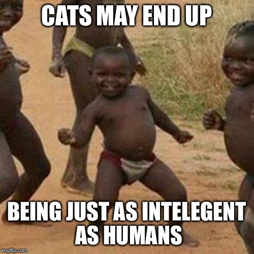 Not sure if this template works- | CATS MAY END UP; BEING JUST AS INTELEGENT AS HUMANS | image tagged in memes,third world success kid,cats | made w/ Imgflip meme maker