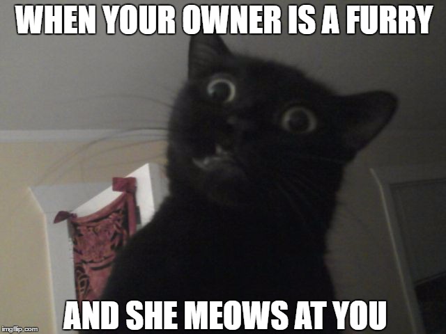 WHEN YOUR OWNER IS A FURRY; AND SHE MEOWS AT YOU | image tagged in furry | made w/ Imgflip meme maker