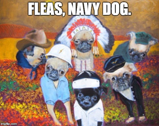YMCA dogs | FLEAS, NAVY DOG. | image tagged in ymca dogs | made w/ Imgflip meme maker