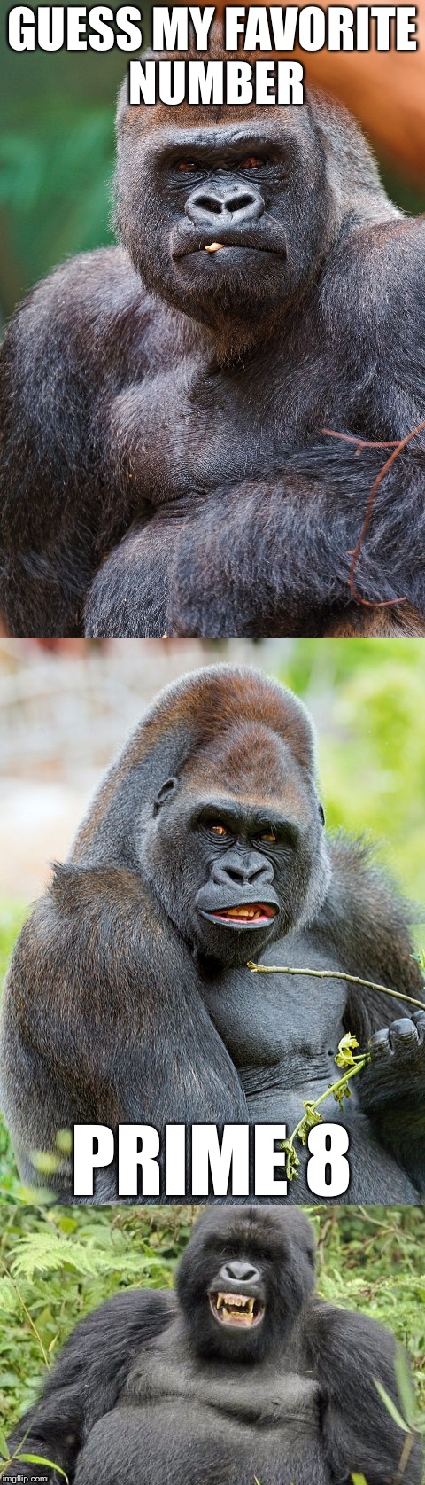 Bad Pun Gorilla | GUESS MY FAVORITE NUMBER; PRIME 8 | image tagged in bad pun gorilla,memes | made w/ Imgflip meme maker