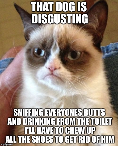 Grumpy Cat | THAT DOG IS DISGUSTING; SNIFFING EVERYONES BUTTS AND DRINKING FROM THE TOILET I'LL HAVE TO CHEW UP ALL THE SHOES TO GET RID OF HIM | image tagged in memes,grumpy cat | made w/ Imgflip meme maker