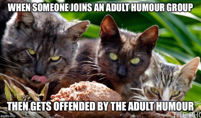 WHEN SOMEONE JOINS AN ADULT HUMOUR GROUP; THEN GETS OFFENDED BY THE ADULT HUMOUR | image tagged in cats,adult humor,offended | made w/ Imgflip meme maker