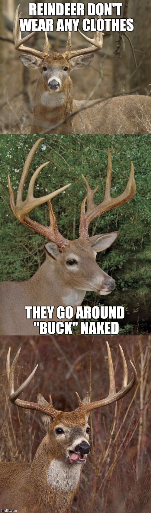 Bad Pun Buck | REINDEER DON'T WEAR ANY CLOTHES; THEY GO AROUND "BUCK" NAKED | image tagged in bad pun buck | made w/ Imgflip meme maker