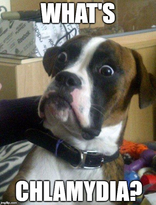 Blankie the Shocked panty sniffing Dog | WHAT'S; CHLAMYDIA? | image tagged in blankie the shocked dog,memes,funny memes,funny dog memes | made w/ Imgflip meme maker