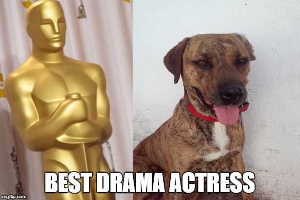 best drama actress | BEST DRAMA ACTRESS | image tagged in dogs,drama queen,oscar | made w/ Imgflip meme maker