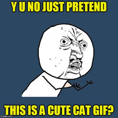 Y U No | Y U NO JUST PRETEND; THIS IS A CUTE CAT GIF? | image tagged in memes,y u no | made w/ Imgflip meme maker