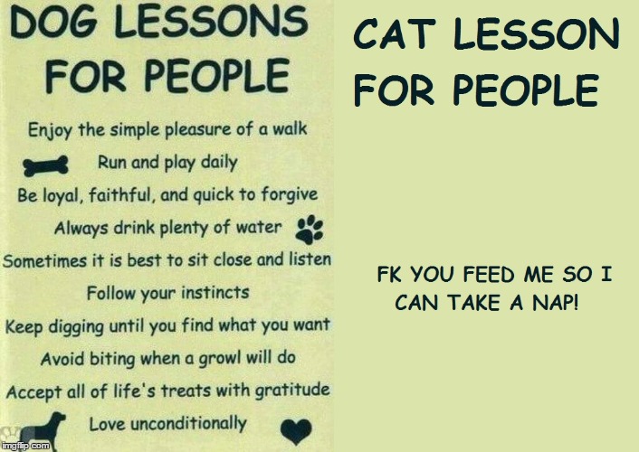 Cat Lesson for People | image tagged in cats,funny cat memes,funny animal meme | made w/ Imgflip meme maker