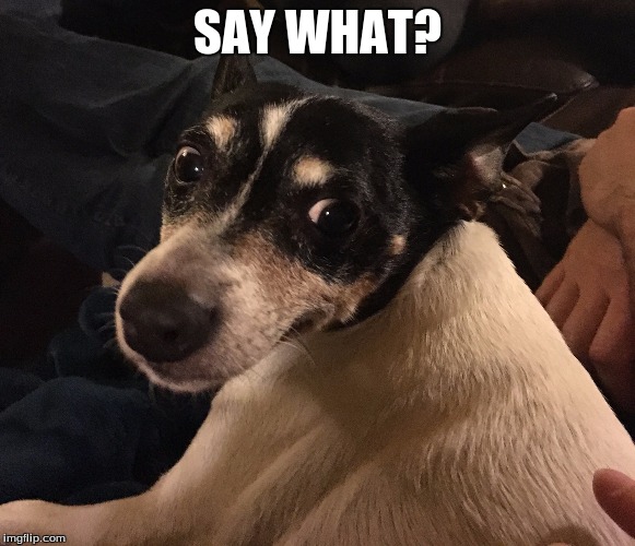 SAY WHAT? | image tagged in dog,suspicious,cute | made w/ Imgflip meme maker