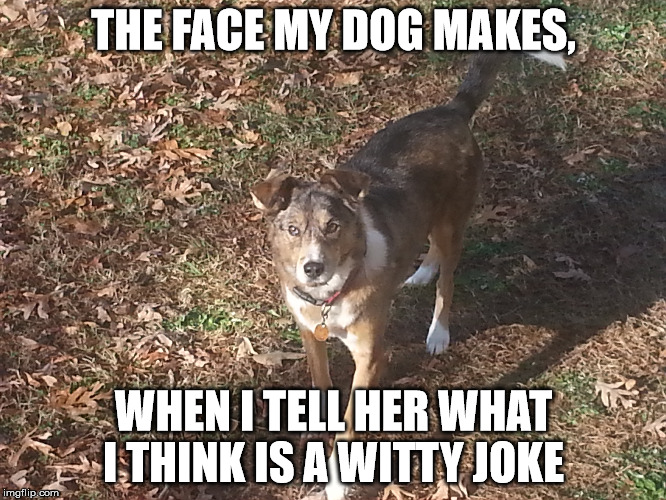 joke dog | THE FACE MY DOG MAKES, WHEN I TELL HER WHAT I THINK IS A WITTY JOKE | image tagged in dog | made w/ Imgflip meme maker