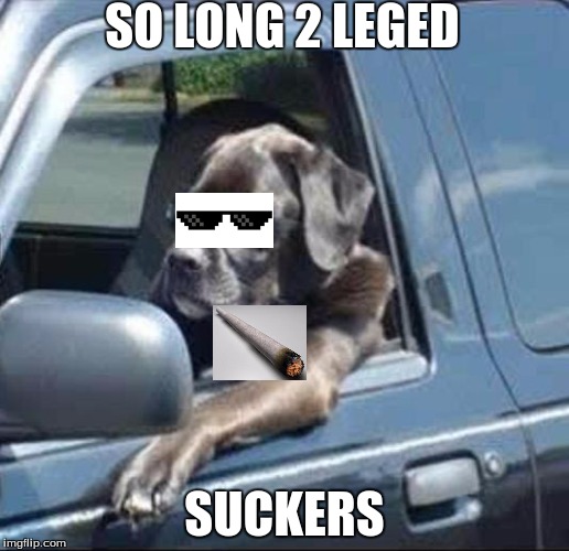 DOGS COOL DOGS | SO LONG 2 LEGED; SUCKERS | image tagged in dank memes | made w/ Imgflip meme maker