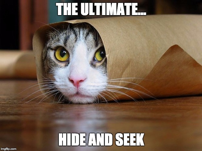 seek cat - Imgflip