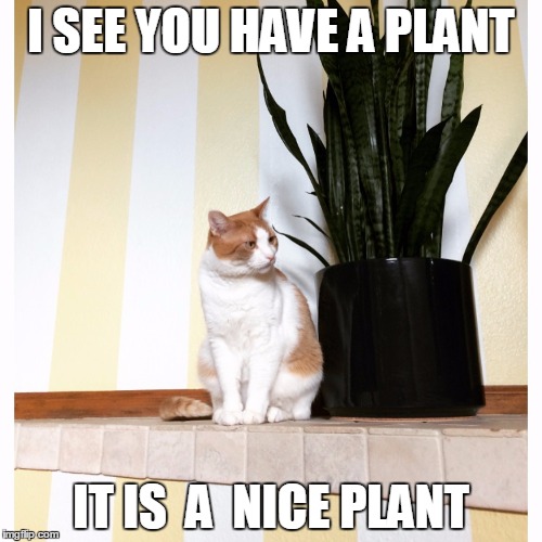 Danielle Yuthas cat meme | I SEE YOU HAVE A PLANT; IT IS  A  NICE PLANT | image tagged in danielle yuthas cat meme | made w/ Imgflip meme maker