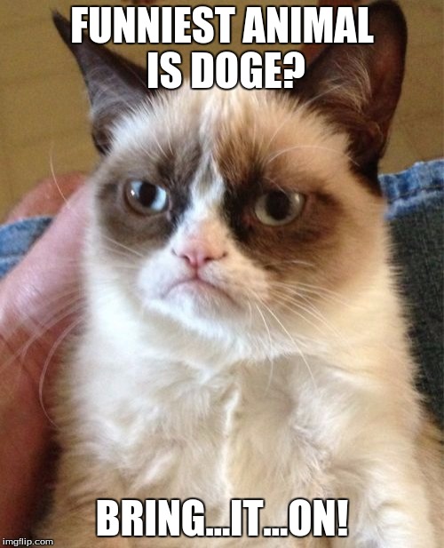 Grumpy Cat | FUNNIEST ANIMAL IS DOGE? BRING...IT...ON! | image tagged in memes,grumpy cat | made w/ Imgflip meme maker