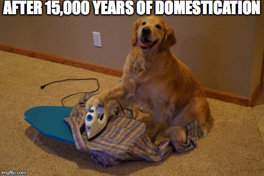 A Dog’s Tale | AFTER 15,000 YEARS OF DOMESTICATION | image tagged in dogs | made w/ Imgflip meme maker