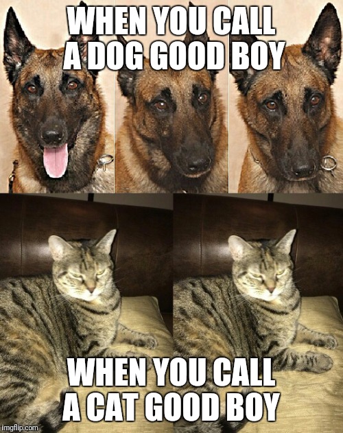 More proof that cats are evil jerks.  | WHEN YOU CALL A DOG GOOD BOY; WHEN YOU CALL A CAT GOOD BOY | image tagged in good doge bad cat | made w/ Imgflip meme maker
