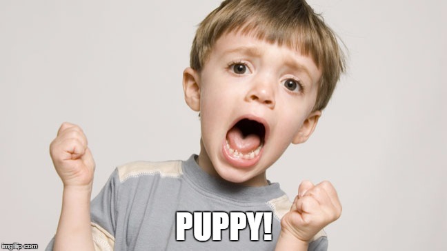 Puppy! | PUPPY! | image tagged in kids,puppies,cute,trump | made w/ Imgflip meme maker