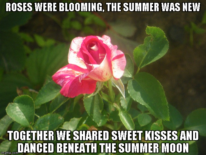 Roses Were Blooming | ROSES WERE BLOOMING, THE SUMMER WAS NEW; TOGETHER WE SHARED SWEET KISSES
AND DANCED BENEATH THE SUMMER MOON | image tagged in roses,summer,kisses,summer moon | made w/ Imgflip meme maker