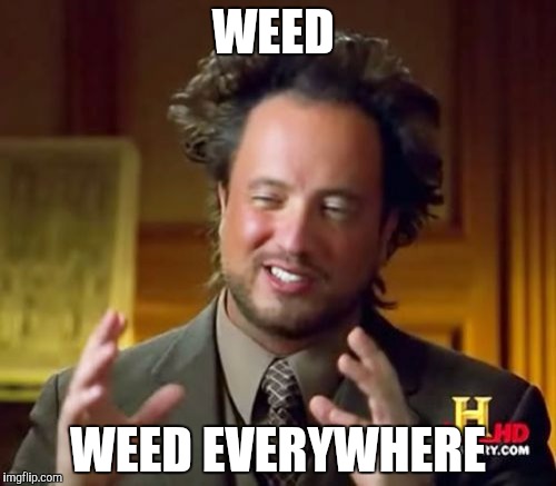Ancient Aliens | WEED; WEED EVERYWHERE | image tagged in memes,ancient aliens | made w/ Imgflip meme maker