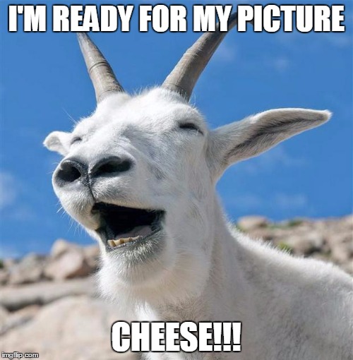 Laughing Goat | I'M READY FOR MY PICTURE; CHEESE!!! | image tagged in memes,laughing goat | made w/ Imgflip meme maker