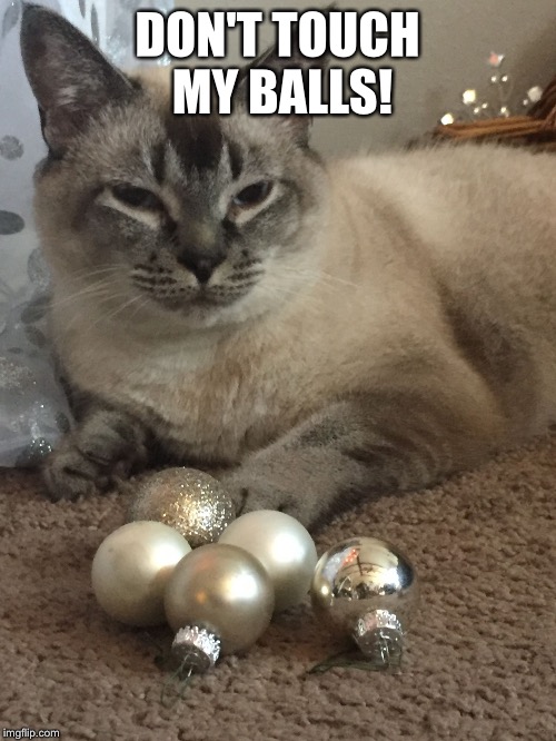 DON'T TOUCH MY BALLS! | image tagged in mitzy's balls | made w/ Imgflip meme maker