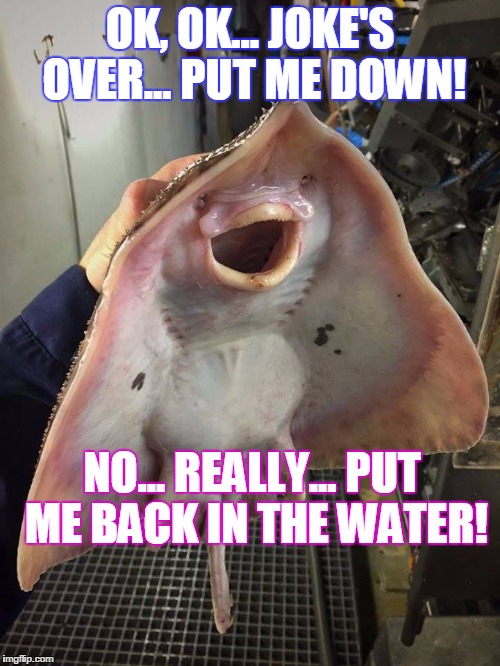 OK, OK... JOKE'S OVER... PUT ME DOWN! NO... REALLY... PUT ME BACK IN THE WATER! | image tagged in ok jokes over | made w/ Imgflip meme maker