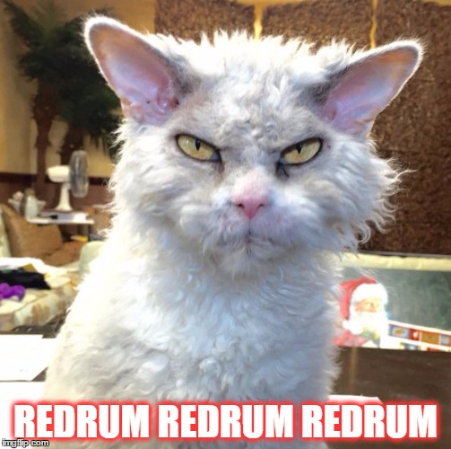 redrum | REDRUM REDRUM REDRUM | image tagged in murder,angry,cat,pissed | made w/ Imgflip meme maker