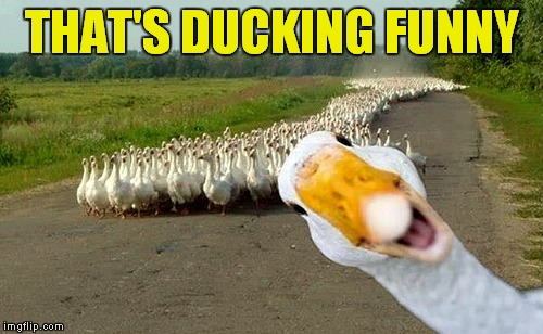 THAT'S DUCKING FUNNY | image tagged in ducking funny | made w/ Imgflip meme maker