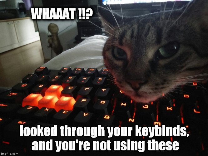 Cat-on-Keyboard, gamer edition | WHAAAT !!? looked through your keybinds, and you're not using these | image tagged in cat,mechanical keyboards,gamer problems | made w/ Imgflip meme maker