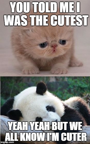 Cute animals | YOU TOLD ME I WAS THE CUTEST; YEAH YEAH BUT WE ALL KNOW I'M CUTER | image tagged in cute animals | made w/ Imgflip meme maker