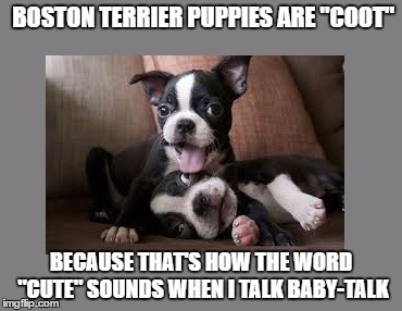 Puppies | BOSTON TERRIER PUPPIES ARE "COOT"; BECAUSE THAT'S HOW THE WORD "CUTE" SOUNDS WHEN I TALK BABY-TALK | image tagged in cute | made w/ Imgflip meme maker